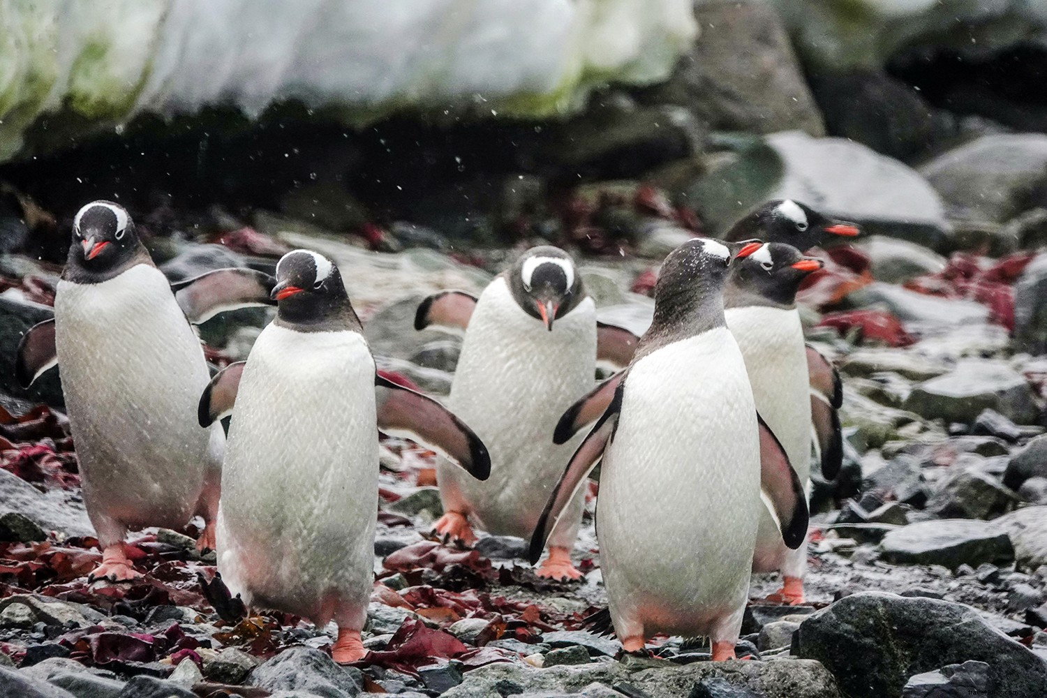 5 Pertanyaan yang Harus Anda Tanyakan Sebelum Mengambil Pesiar Antartika 